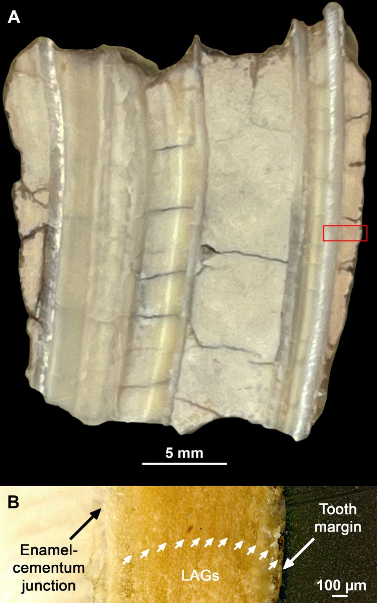 buff.ly/4cTOzTC 
New Article: N. Prilepskaya &amp; colleagues study horse teeth from the Novozavedennoye-III burial ground (430–300 B.C.) suggesting Scythian presence in the central Pre-Caucasus region during the warm season as the horses died between May &amp; October.