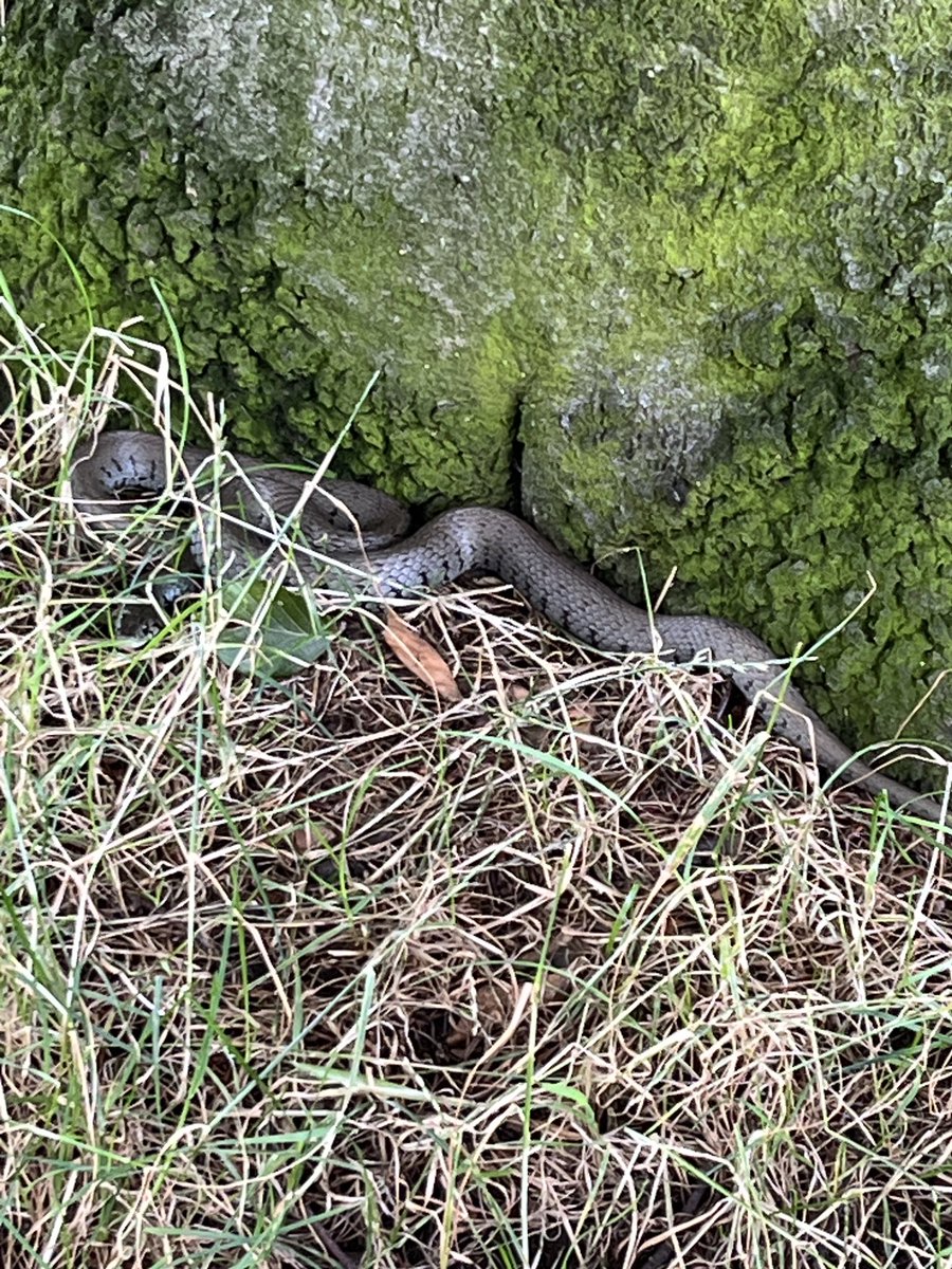 Spotted today in Richmond Park…

Adder or Grass Snake? <a href="/theroyalparks/">The Royal Parks</a> <a href="/FRPTweets/">Friends of Richmond Park</a>