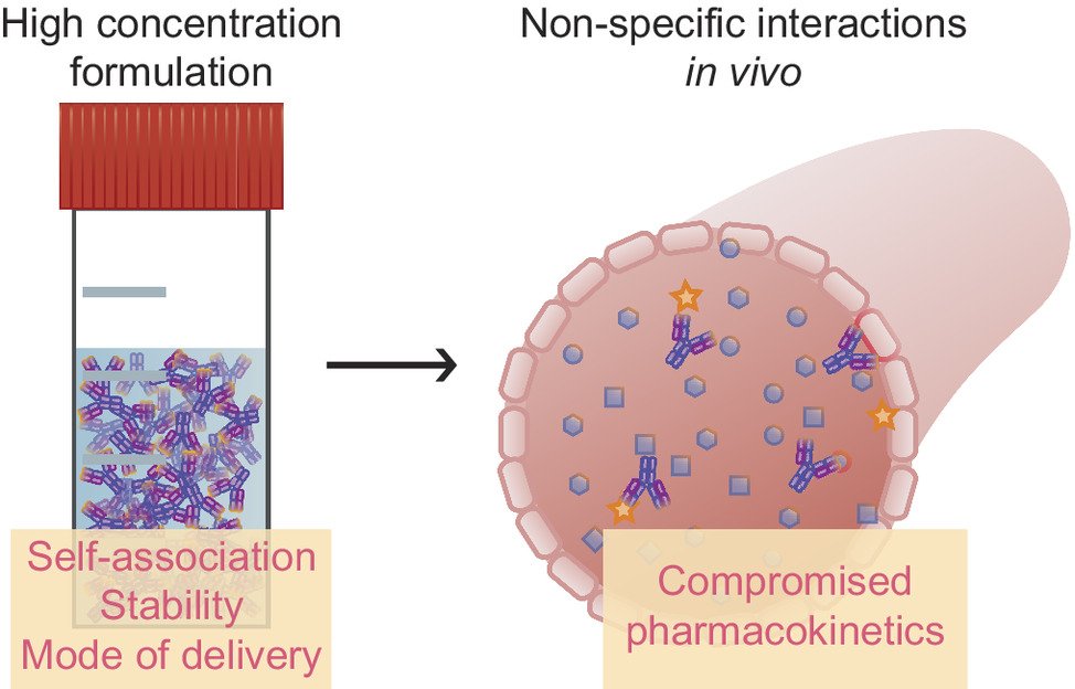 KnowlesLab Cambridge (@knowleslabcamb) on Twitter photo Introducing a quantitative nonspecificity score for clinical-stage antibodies - great work by Therese Herling and <a href="/HAusserwoeger/">Hannes Ausserwöger</a> in an exciting collaboration with Novo Nordisk is now published:
pnas.org/doi/10.1073/pn… Introducing a quantitative nonspecificity score for clinical-stage antibodies - great work by Therese Herling and <a href="/HAusserwoeger/">Hannes Ausserwöger</a> in an exciting collaboration with Novo Nordisk is now published:
pnas.org/doi/10.1073/pn…