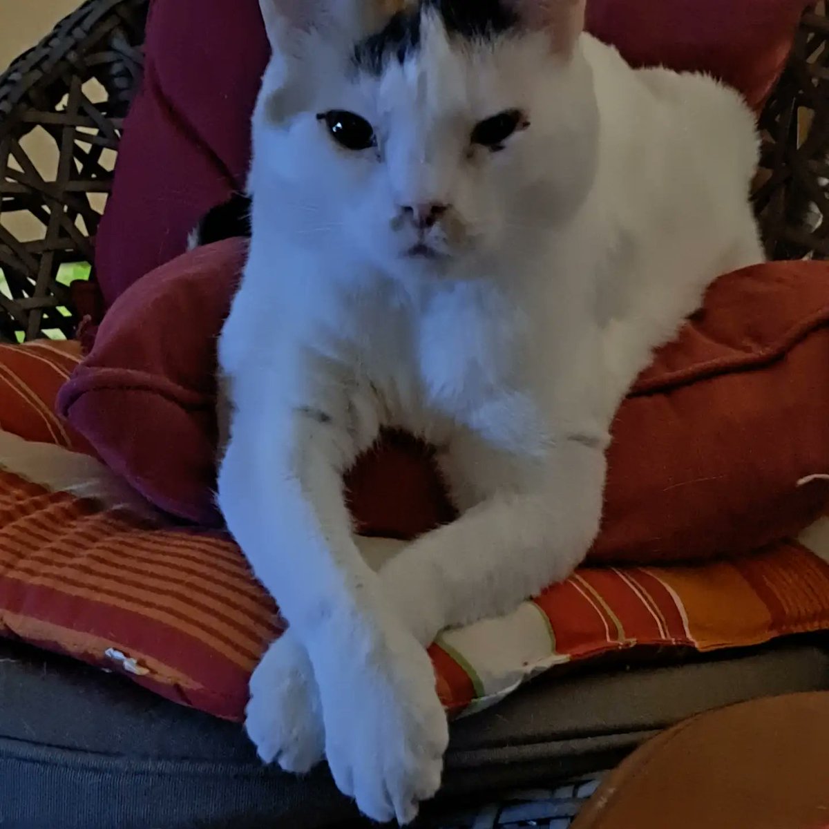 Lyhyen sairastelun päätteeksi Iitu lähti eilen illalla yllättäen sateenkaarisillalle.
Nyt ei enää ole vaivoja ja Iitun on hyvä olla. Meidän jäljelle jääneiden osaksi jäi kaipaus, suru ja muistot tähdenlennoksi jääneestä Iitun elämästä. 
😿🐾🧡