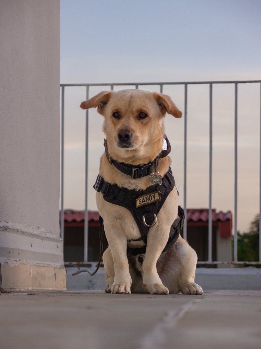 edleethompson's tweet image. Sunrise and Sandy.
.
#OlympusXZ1 #CCDsensor #olympusphotography #olympus #olympusccd