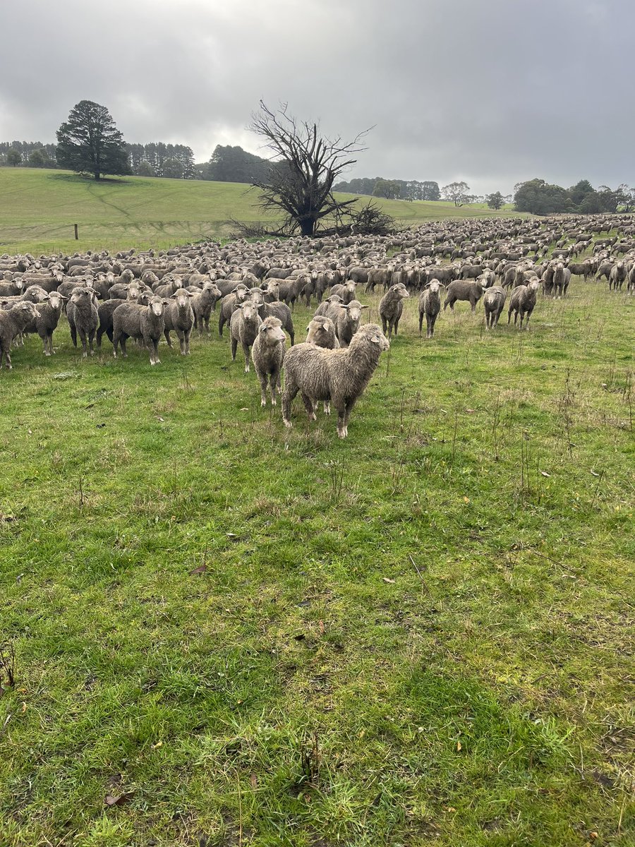 Unjoined lms on cold day (58mm in 2wks) in a poor spring/autumn here. Sharing a learning journey -> more focus on getting weight on lms early before summer = more options regardless of season I recon, a lot more focus to ensure hitting my joining 🎯 on well below average FOO.