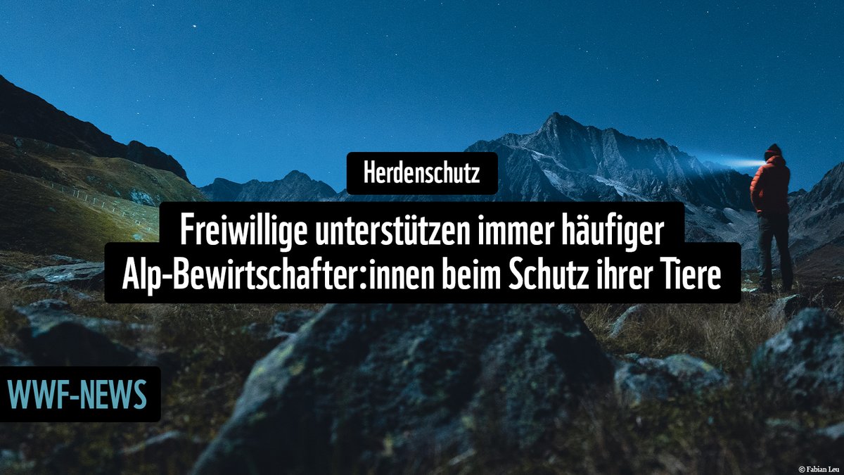 WWF_Schweiz's tweet photo. Die 🇨🇭, das Land der #Freiwilligen: Hunderte Menschen investieren einen Teil ihrer Freizeit, um das Zusammenleben zwischen 🐺und 🐑zu ermöglichen. Dabei entstehen Beziehungen, die über den reinen #Herdenschutz hinauswirken.👇
https://t.co/QY0Dbzfzvr https://t.co/uQyRMLlZAD