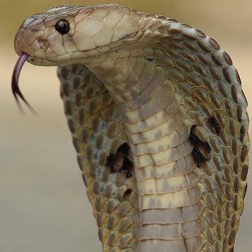 choquei's tweet image. 🚨HOJE: 16 de julho, é comemorado O Dia Mundial da Cobra.