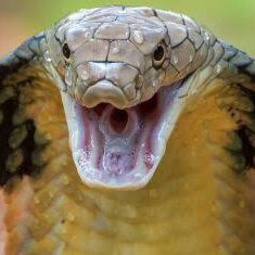 choquei's tweet image. 🚨HOJE: 16 de julho, é comemorado O Dia Mundial da Cobra.