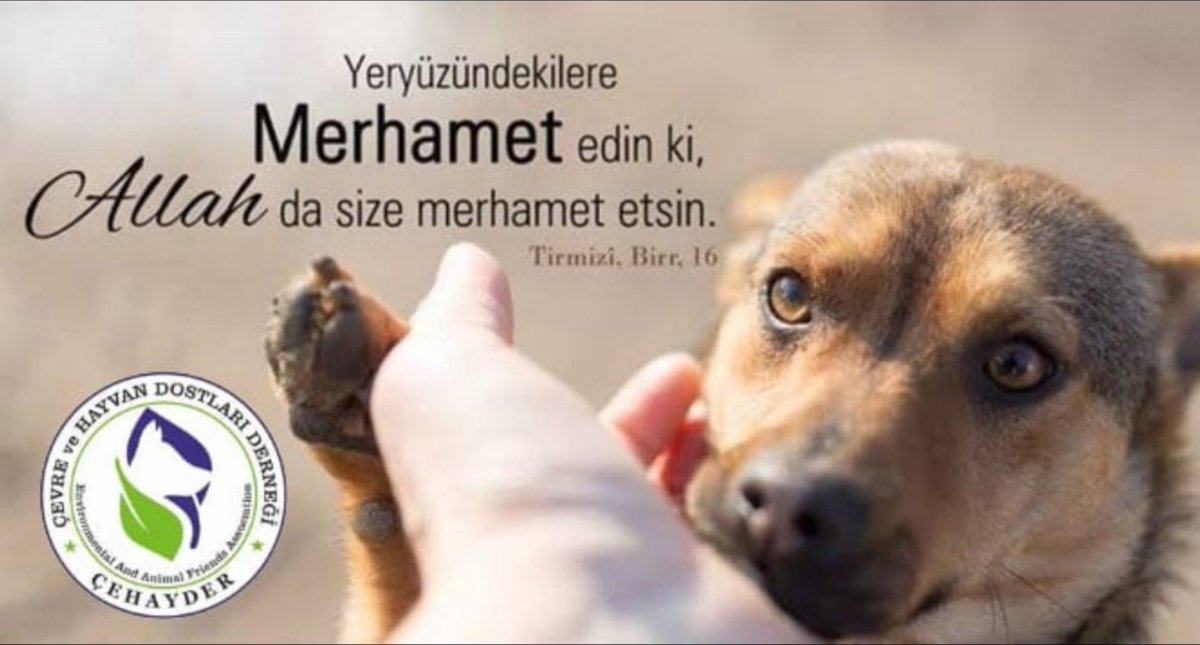 SultanDncr's tweet photo. #KatliamaOyumHayır https://t.co/geRSOm7u6a
