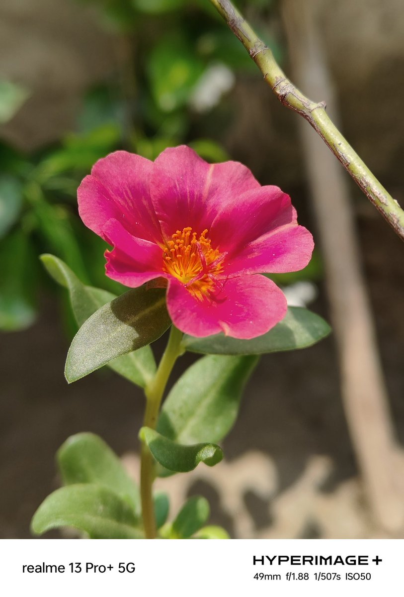 ravi3dfx's tweet photo. Shot on Realme 13 Pro+ 📸
#realme #realme13ProPlus #realme13ProSeries5G #HyperImage+ https://t.co/MRP0NlRWnw