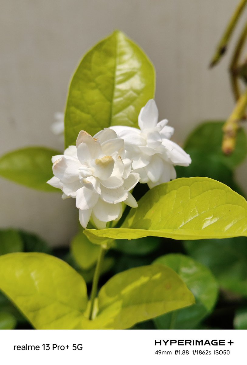 ravi3dfx's tweet photo. Shot on Realme 13 Pro+ 📸
#realme #realme13ProPlus #realme13ProSeries5G #HyperImage+ https://t.co/MRP0NlRWnw