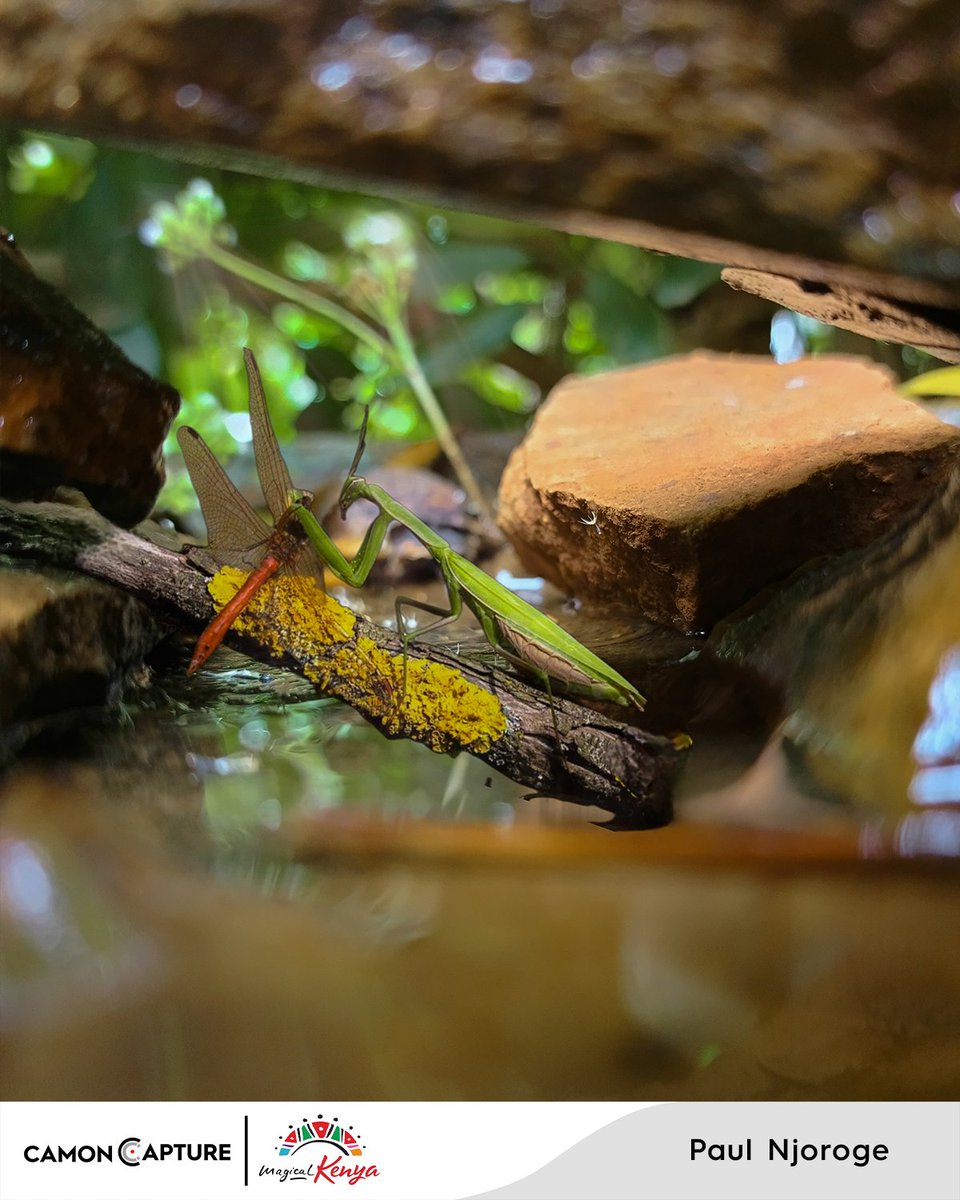 TECNOMobile254's tweet photo. CAMON CAPTURE Masterclass Winning Submissions Shot On CAMON  by our outstanding Participants 
 during the Camon capture competition. #shotoncamon #camoncapture #magicalkenya https://t.co/fa2rOy158U