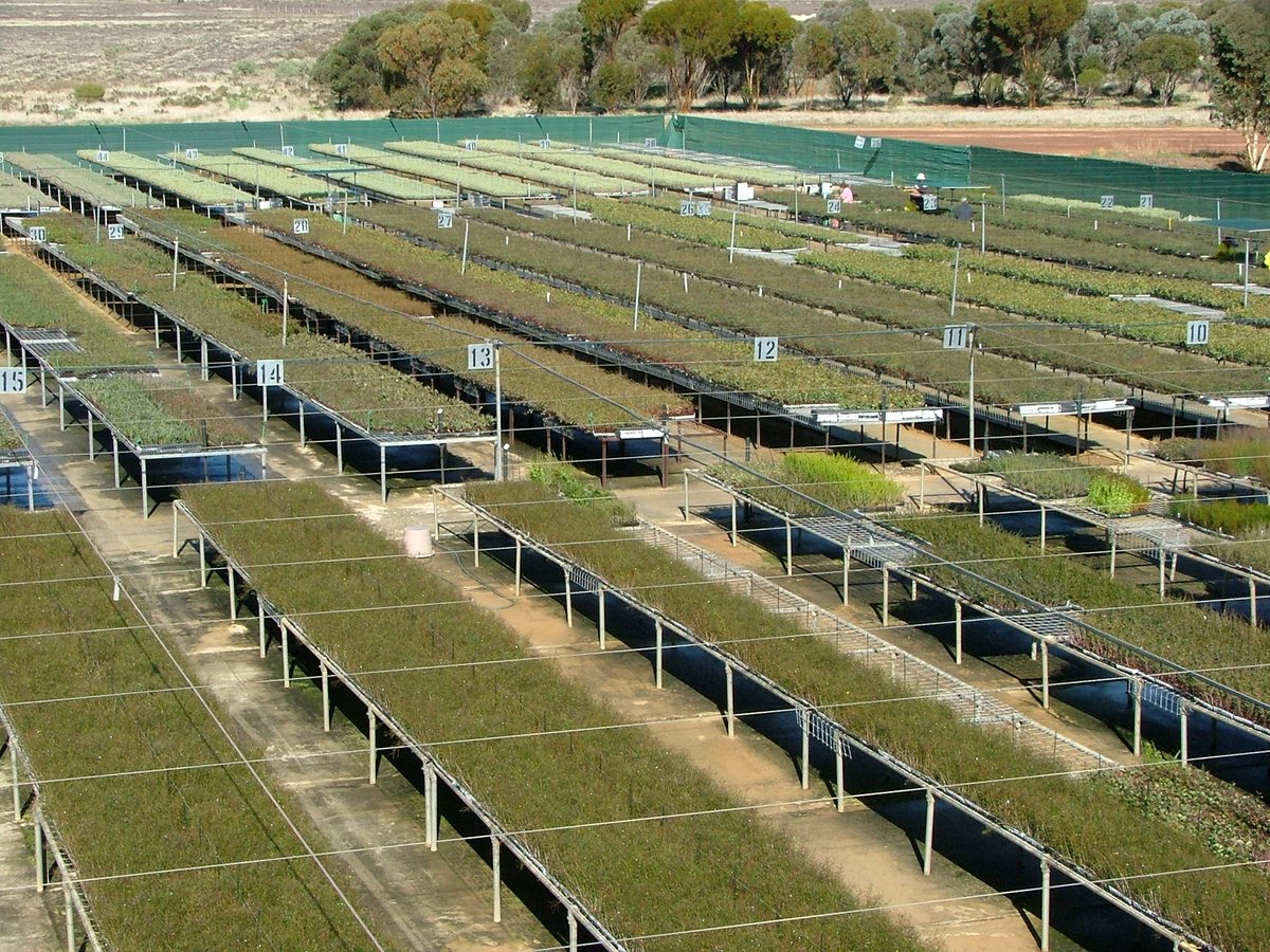 1980's v 2020's
It's nice to see how we started, with Mum germinating a few seeds and the Cunderdin Golf Club buying them - and how we have grown!   - to 3 million tree capacity and sending them statewide!
There are trees available so please go to the website to get in contact!