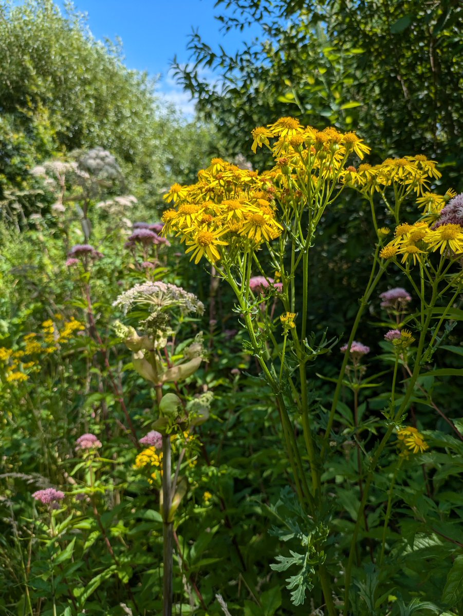 Een paradijs dit Voedselbos. Ik heb planten geproefd die ik niet kende. Geen wonder dat De Nieuwe Winkel hier de basis legt van haar wereldberoemde keuken.