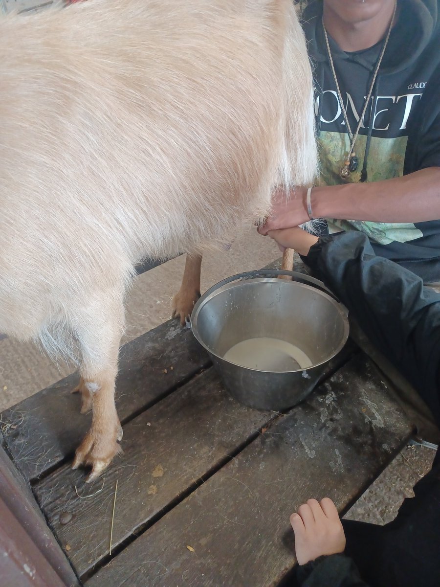 Eaton Valley Primary School (@evprimary) on Twitter photo Gorgeous day out at Forge Mill Farm for children with 100% attendance for the year: milking goats feeding animals before making butter to take home this afternoon! <a href="/LEAFEd_WM/">LEAFEd_WM</a> <a href="/LEAF_Education/">LEAF Education</a> <a href="/sandwellcouncil/">Sandwell Council</a> Gorgeous day out at Forge Mill Farm for children with 100% attendance for the year: milking goats feeding animals before making butter to take home this afternoon! <a href="/LEAFEd_WM/">LEAFEd_WM</a> <a href="/LEAF_Education/">LEAF Education</a> <a href="/sandwellcouncil/">Sandwell Council</a>