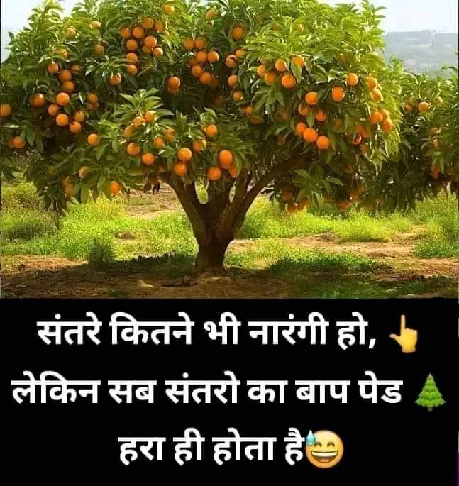 JubairAnwar7's tweet image. जिस दिन ये हरा पेंड सूख गया 
   संतरों के भी वजूद खत्म हो जायेंगे 
#orange 
 #greentree