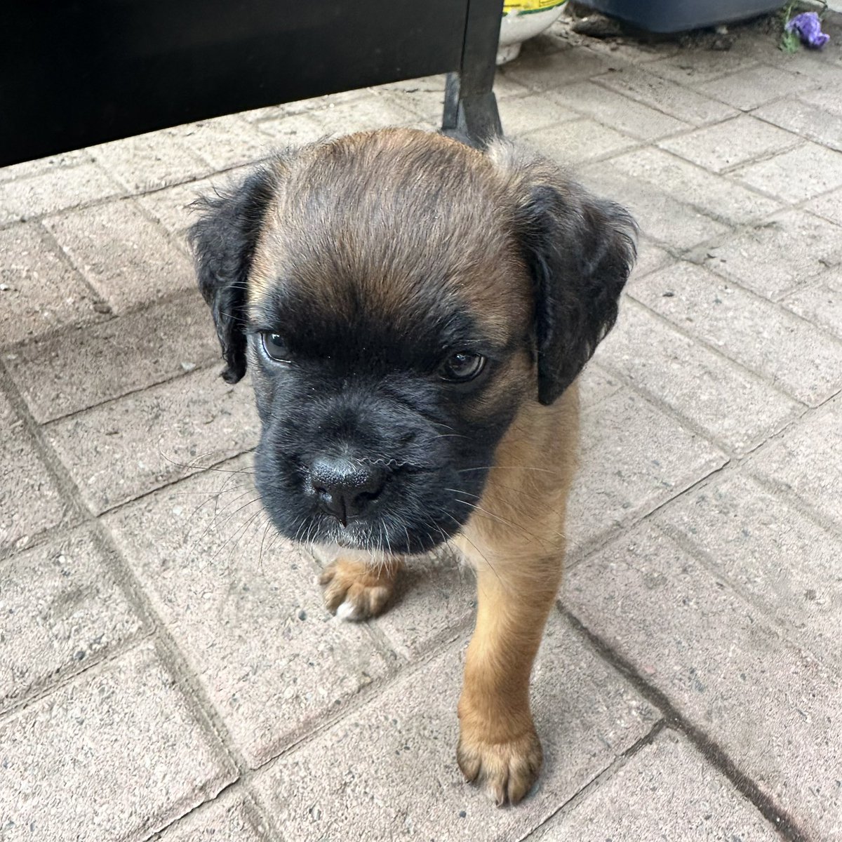 Gus Norman tweet media