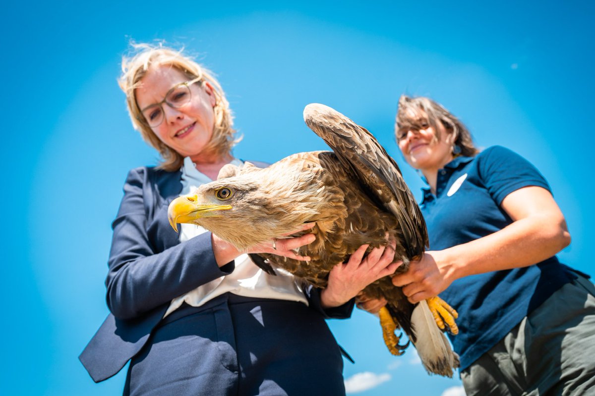 Die Nationalparks schützen natürliche Lebensräume und sind Hotspots der #Artenvielfalt. Der #Seeadler war lange Zeit in Österreich ausgestorben. Jetzt gibt es gute Neuigkeiten: Seit diesem Jahr brütet er wieder im #Nationalpark #Thayatal! 🦅(1/2)
