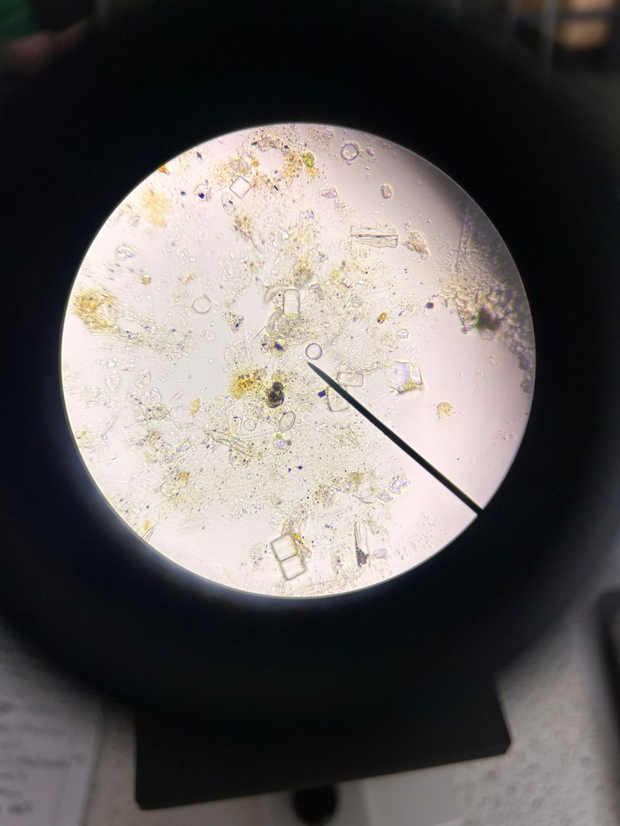 Year 7 are continuing on with their investigations using microscopes after their moss safaris.  Today it is diatoms (can you spot them) with our fabulous external guest Tom.