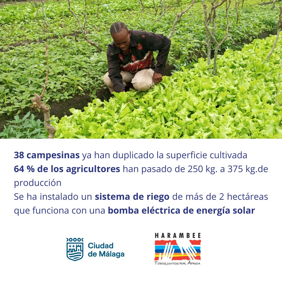 45 agricultoras y 15 agricultores en Kakulabashike (Kinshasa, R.D. Congo) están aprendiendo a integrar prácticas agrícolas ecológicas y respetuosas con el medio ambiente, gracias a la ayuda del Ayuntamiento de <a href="/malaga/">Ciudad de Málaga</a> Más información shre.ink/Dxk2
