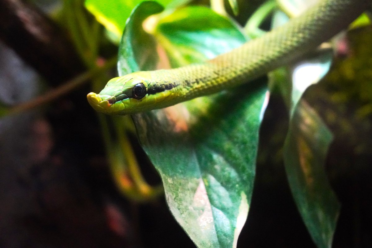 Dziś Światowy Dzień Węży. Z tej okazji pozdrowienia od rogowęża Boulengera. Mieszka ów obywatel w Pawilonie Zwierząt Zmiennocieplnych Starego Zoo w Poznaniu. #WorldSnakeDay #StareZoo #Poznan