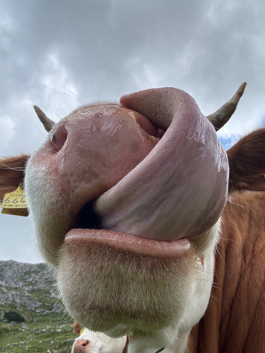 holimites tweet media