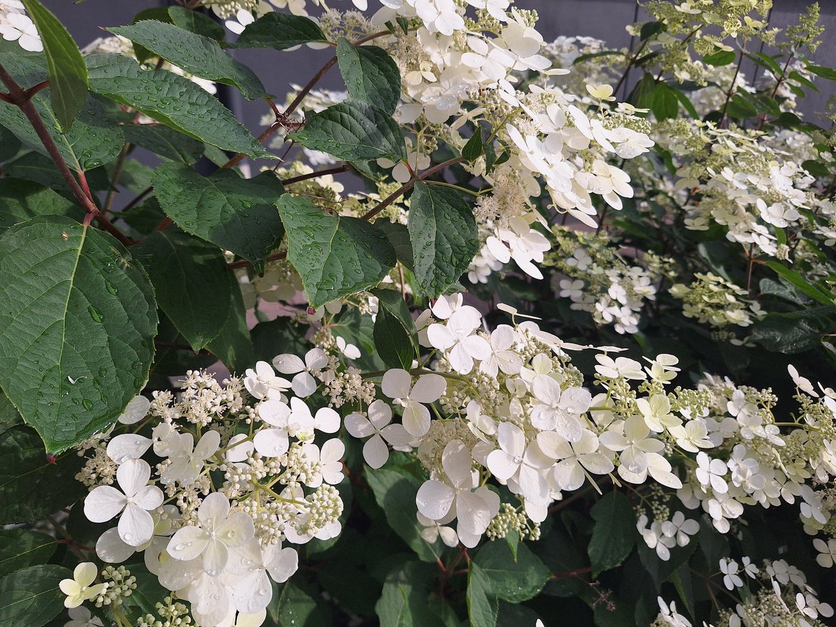 TarjaMPR's tweet photo. Työpaikalle kävellessä oli pakko napata kuva valtoimenaan kukkivasta pensaasta. Kuulemma Japanin hortensia, sanoi tietäjä. 🤍 #turku https://t.co/OCVAd1rMpc