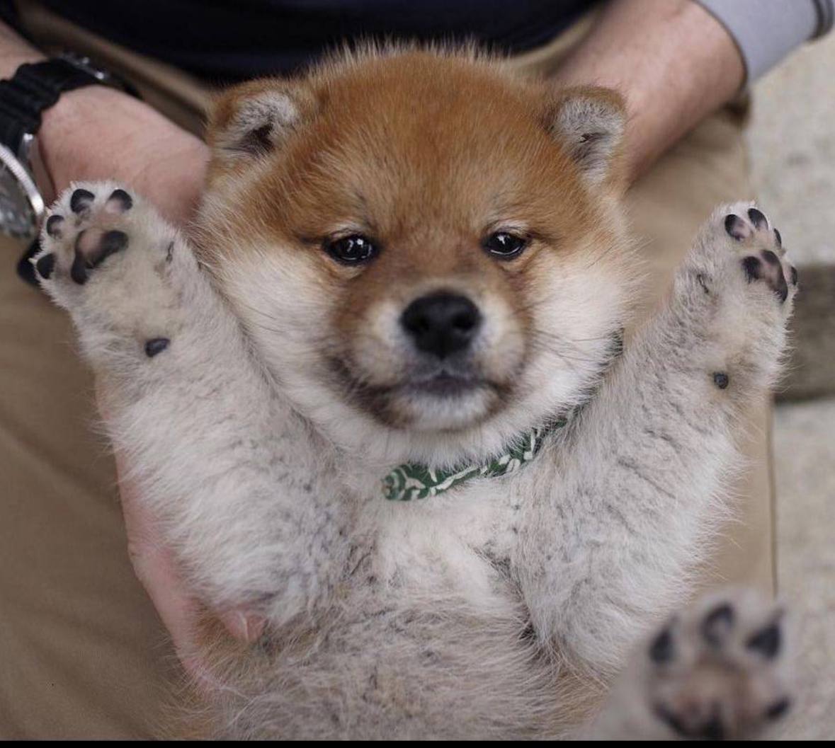 paws tweet media