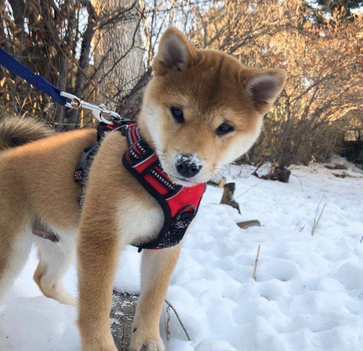 jaquiefff's tweet photo. @yelotree @shahh @orangie @potionalpha @TrenchGrinders I know yall have seen $dog but have yall really seen it?

60% of supply locked away for 100 years, CTO team actually insane, strong community in tg

It’s literally $dog on solana, study it

H7JvMvHU5KkCMN1bABMDTUNbBr98iVYDHbpPoZMnpump https://t.co/iobAFSUIHK