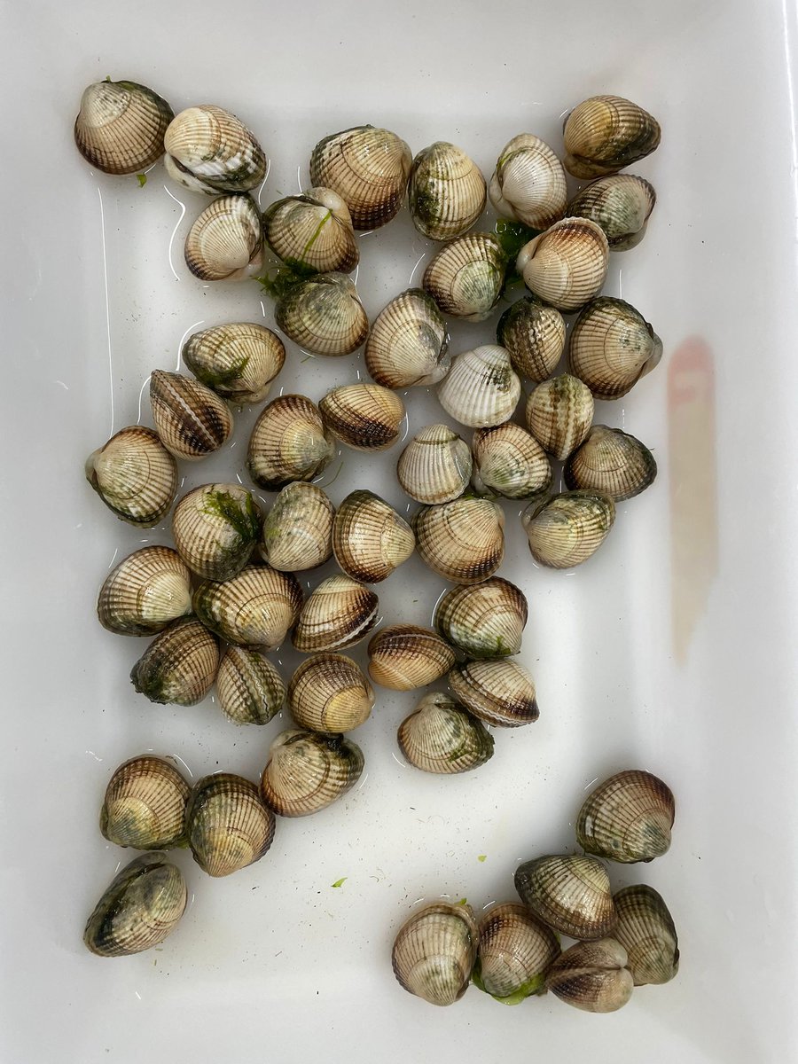 UNTIE__project's tweet image. In the last few weeks, we dissected hundreds of #cockles 🦪 from various parts of the Ria de Aveiro 🌊 to assess changes in #parasite prevalence, such as Mytilicola spp. and to prepare for our #mesocosm experiment #UNTIE