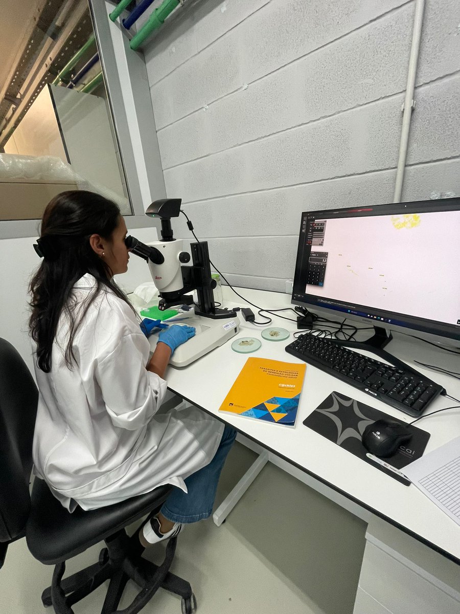 UNTIE Project 🇵🇹🇺🇸 (@untie__project) on Twitter photo In the last few weeks, we dissected hundreds of #cockles 🦪 from various parts of the Ria de Aveiro 🌊 to assess changes in #parasite prevalence, such as Mytilicola spp. and to prepare for our #mesocosm experiment #UNTIE In the last few weeks, we dissected hundreds of #cockles 🦪 from various parts of the Ria de Aveiro 🌊 to assess changes in #parasite prevalence, such as Mytilicola spp. and to prepare for our #mesocosm experiment #UNTIE