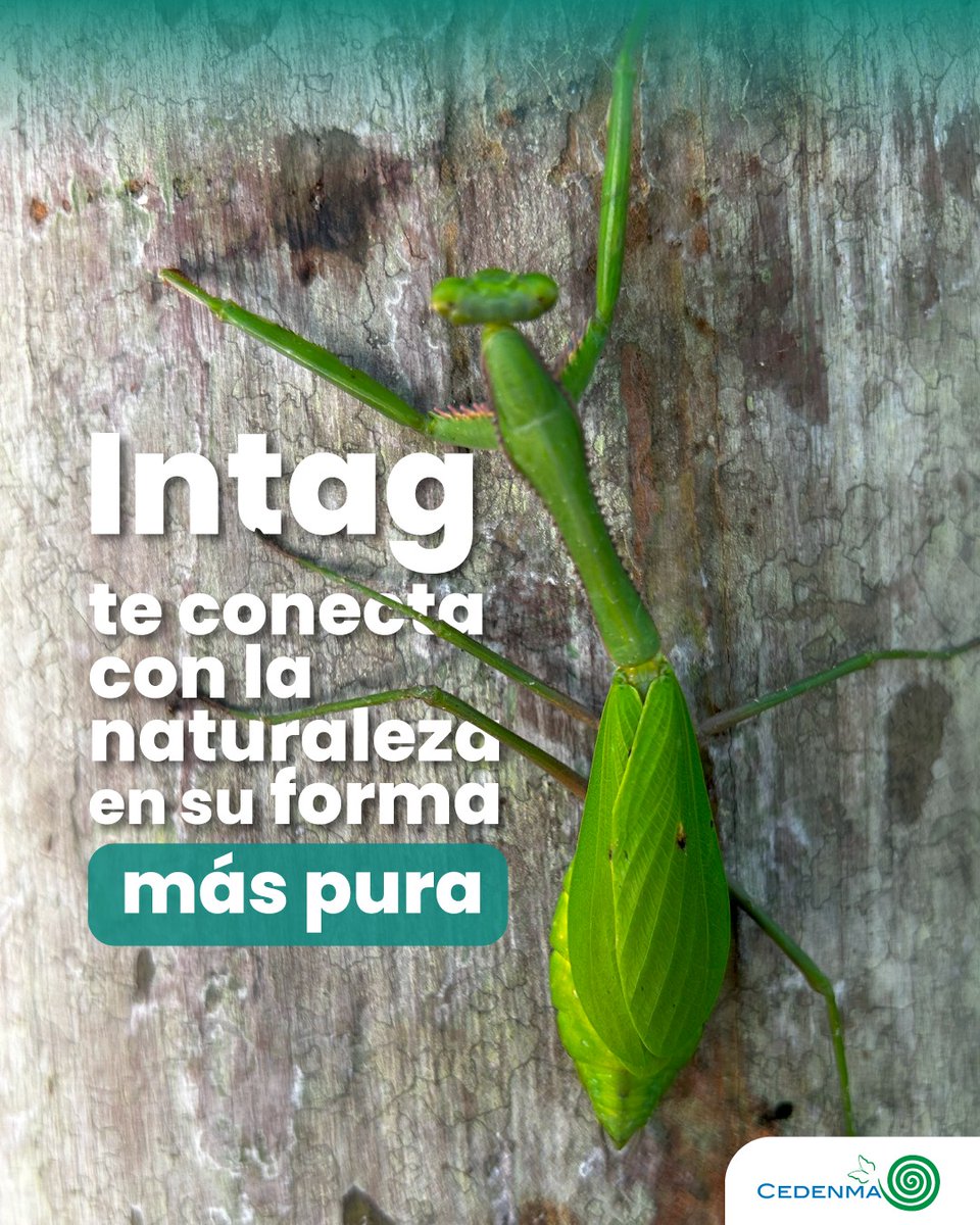 CEDENMA tweet media