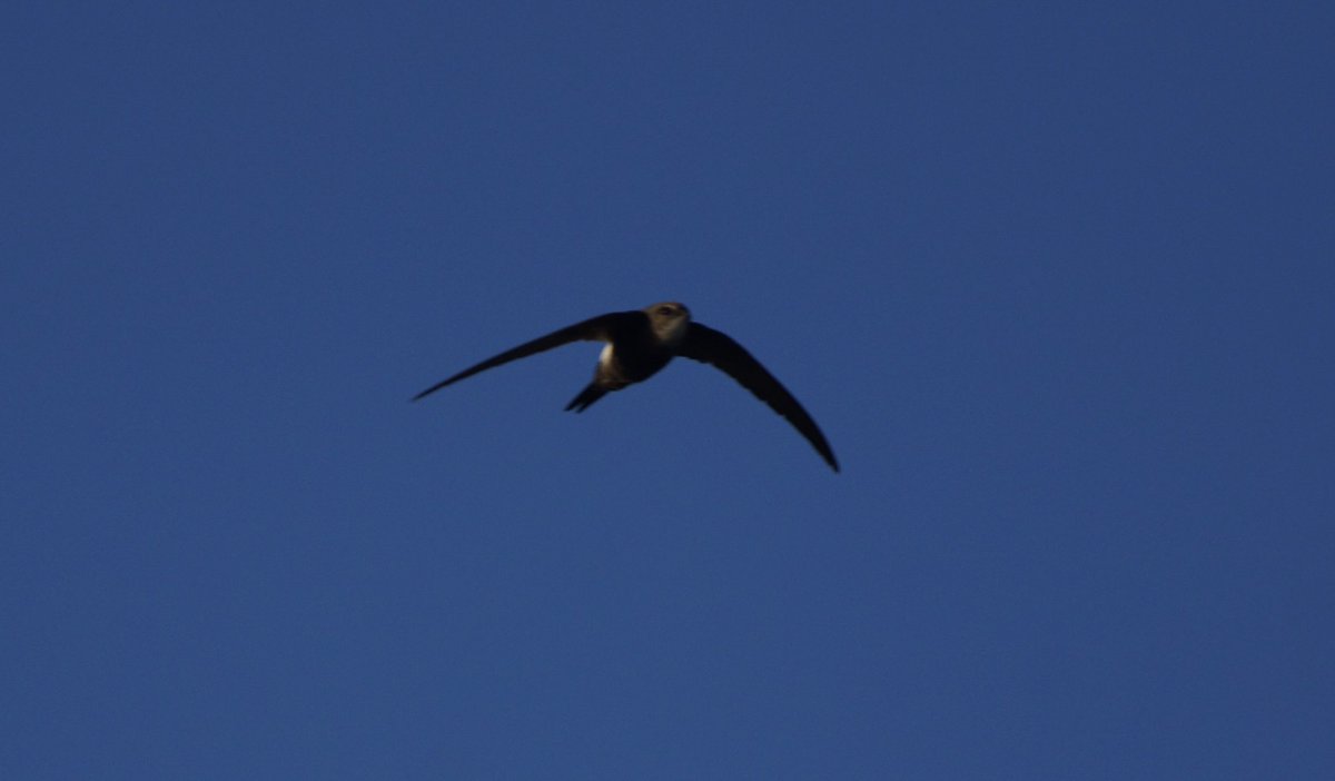 Kevin Kelly (@kevinkelkenny) on Twitter photo Pacific swift- 3 years on the run here in Shetland- photos from each of the years. <a href="/NatureInShet/">Nature in Shetland</a> <a href="/BirdGuides/">BirdGuides</a> <a href="/RSPBScotland/">RSPB Scotland</a> Pacific swift- 3 years on the run here in Shetland- photos from each of the years. <a href="/NatureInShet/">Nature in Shetland</a> <a href="/BirdGuides/">BirdGuides</a> <a href="/RSPBScotland/">RSPB Scotland</a>