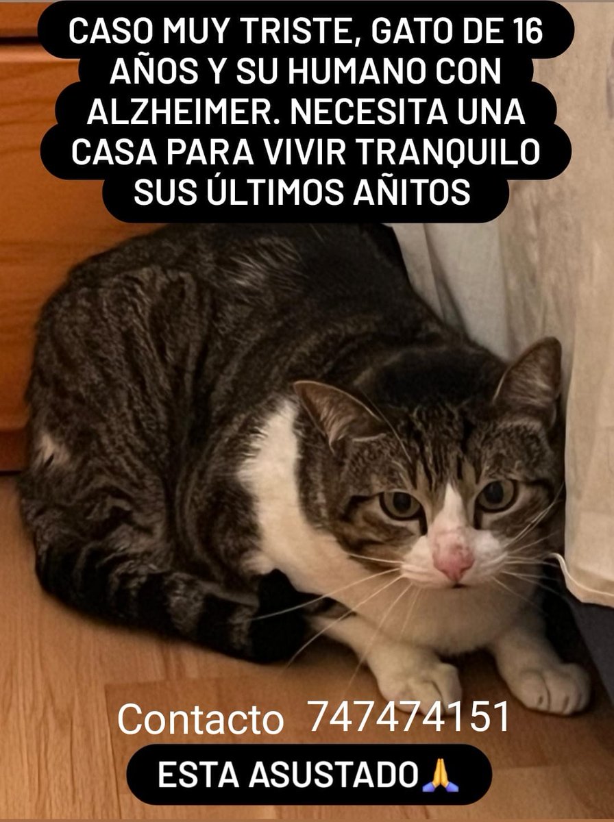 Ayuda para este #Gato 💚🙏