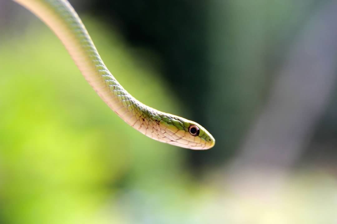calklattgolba's tweet photo. Happy #WorldSnakeDay! https://t.co/DwwMyGV8bU