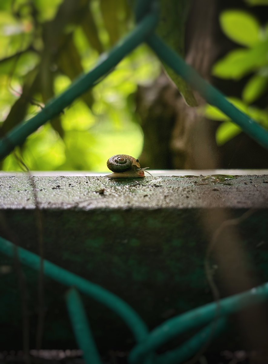 sattaiyer's tweet photo. #SnailedIt 
यूँ ही पहलू में बैठे रहो
आज जाने की ज़िद न करो

#NaturePhotography #Monsoon #rains #nft #Opensea #Fibonacci #pattern https://t.co/vS4gP6caTf