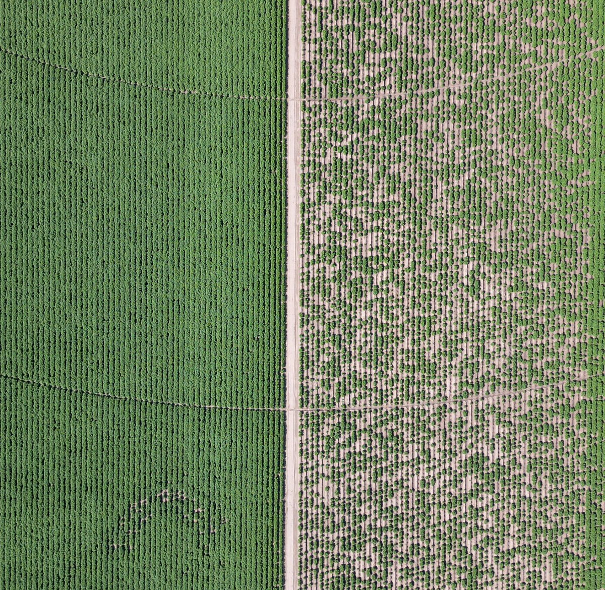 Adam Voss tweet media