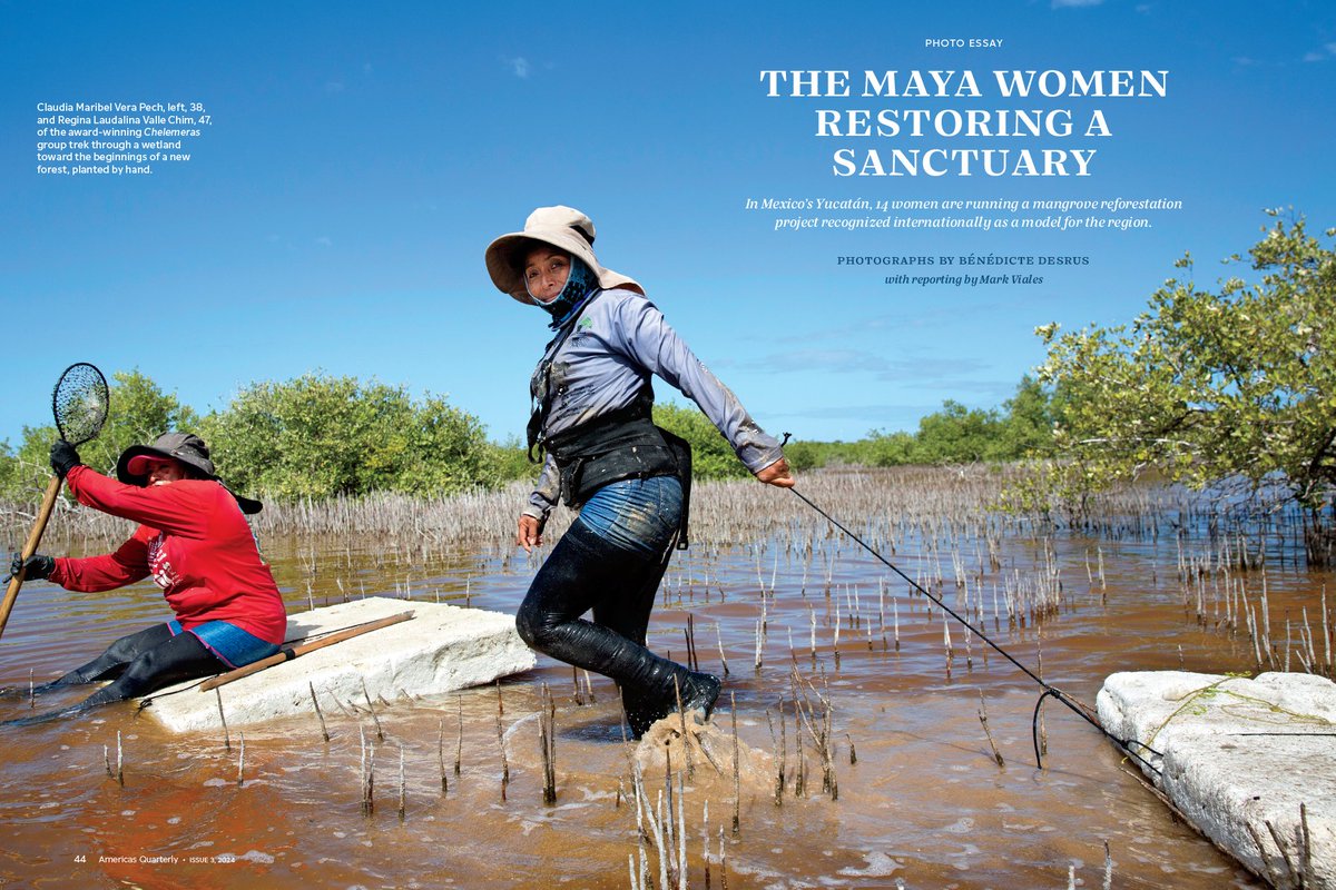 MarkViales's tweet photo. 12 pages’ Publication in @AmerQuarterly (USA)
THE MAYA WOMEN RESTORING A SANCTUARY.
Pics by @BenedicteDesrus
Text by @MarkViales
Muchas gracias a Las Chelemeras
#laschelemeras #women #Yucatán #mexico #mangroves #reforestacion #climatechange #globalwarming #environment https://t.co/zSijAvr7KD