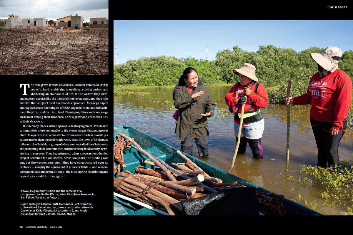 MarkViales's tweet photo. 12 pages’ Publication in @AmerQuarterly (USA)
THE MAYA WOMEN RESTORING A SANCTUARY.
Pics by @BenedicteDesrus
Text by @MarkViales
Muchas gracias a Las Chelemeras
#laschelemeras #women #Yucatán #mexico #mangroves #reforestacion #climatechange #globalwarming #environment https://t.co/zSijAvr7KD