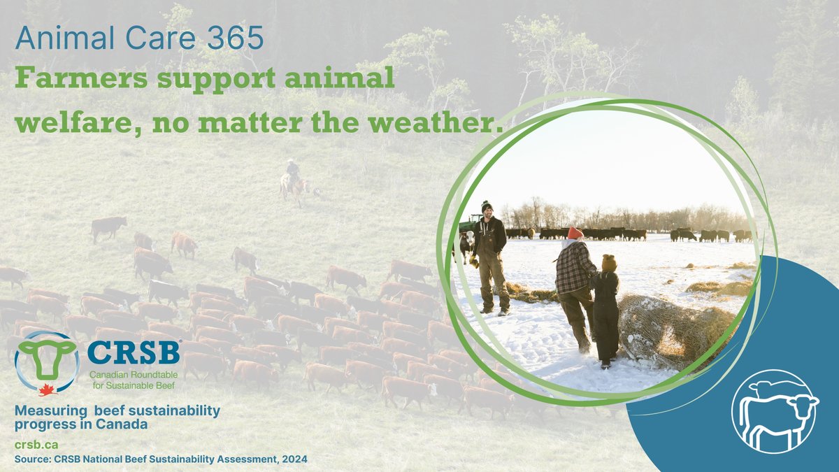 CRSB_beef's tweet photo. Taking care of animals is a 24/7 job for beef farmers. Providing shade, shelter, and warm bedding during extreme weather ensures cattle welfare. Thank you farmers for your commitment these best practices for resilient and responsible farming.
#SustainableCdnAg #Sustainability https://t.co/DIW2WM6KeY