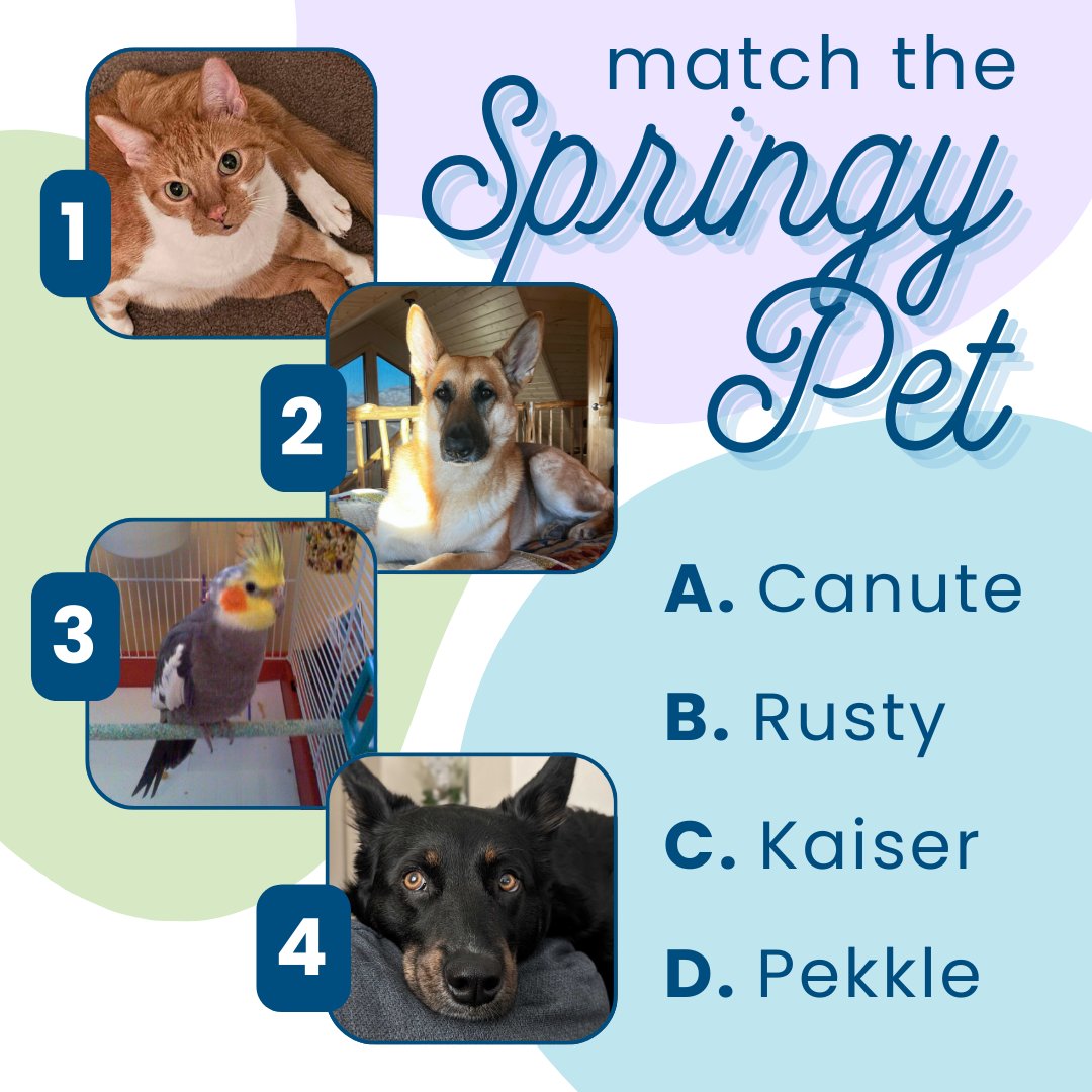 springshare's tweet photo. This #SpringyTuesday, we have a new challenge for you! The Springy Team love their pets - but can you guess which name goes with which beloved animal? 🐱 🐶 🐦 https://t.co/t1T81a9oES
