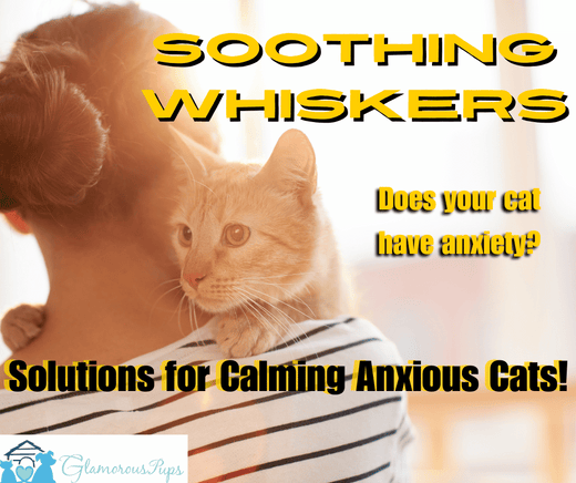 GlamorousPups's tweet image. 🐱✨ Ease your cat's anxiety with natural, holistic solutions. Check out our blog, "Soothing Whiskers," for tips on calming your anxious cat. 🌿🧘‍♂️

Read now: glamorouspups.com/blogs/a-glamor…

#CatAnxiety #HolisticPetCare #CalmCat #PetWellness #GlamorousPups