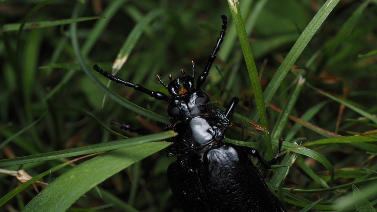BugzRCool's tweet image. Broad-necked Root Borer.