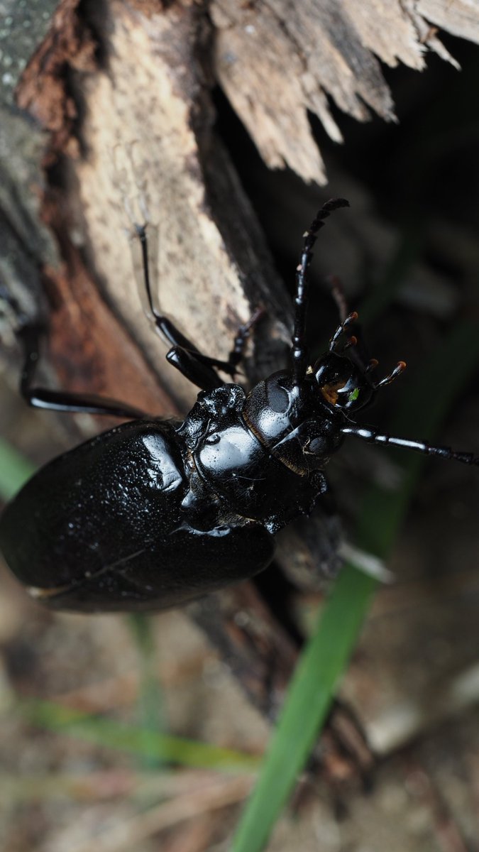 BugzRCool's tweet image. Broad-necked Root Borer.