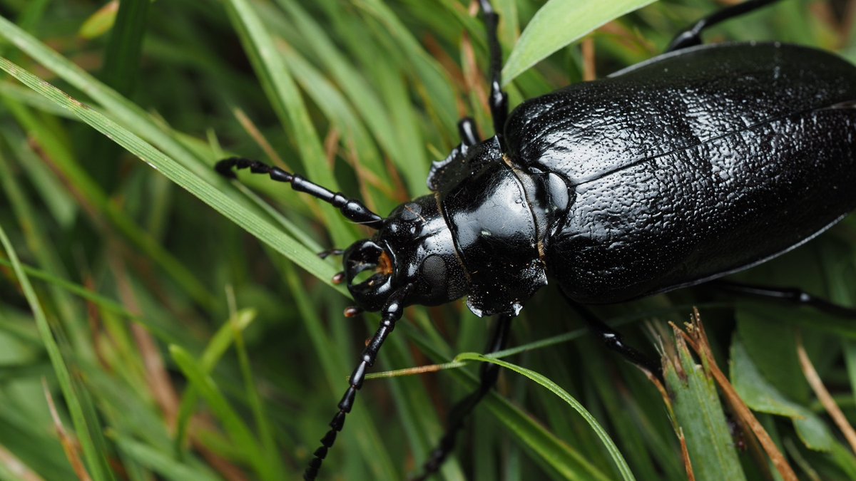 BugzRCool's tweet image. Broad-necked Root Borer.