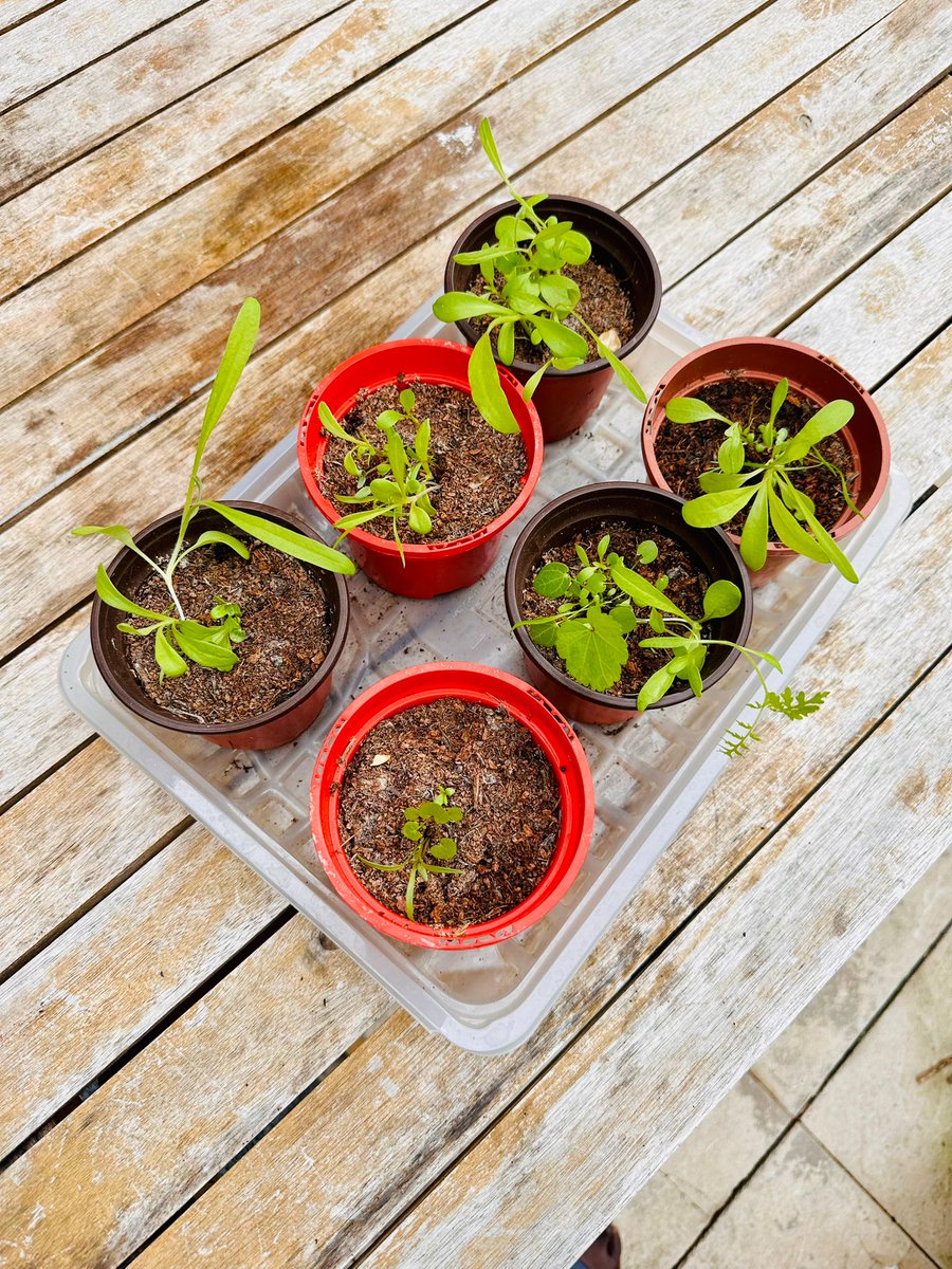 Dear <a href="/SartoriusGlobal/">Sartorius</a> these plants grew from seed spheres supplied at your excellent Science on Tap event - would love to know what they are! #PlantSynBio