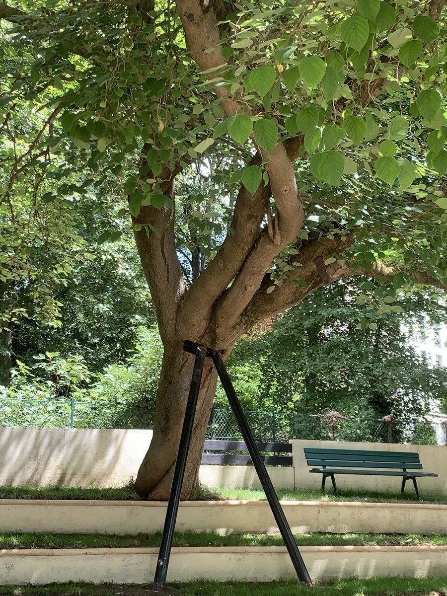 TreesParis's tweet photo. Best-kept secret of the 16th arrondissement: Parc Sainte-Perine, hidden inside a large city block, with only two discreet entrances, is a mini-arboretum. This Paper mulberry (mûrier à papier, Broussonetia papyrifera) is one of its stars. Very rare in Paris parks. https://t.co/a7p8d3Wvev