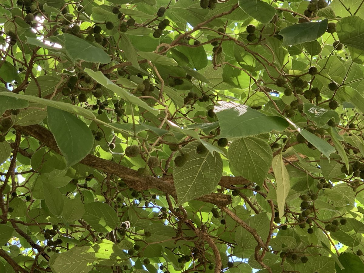 TreesParis's tweet photo. Best-kept secret of the 16th arrondissement: Parc Sainte-Perine, hidden inside a large city block, with only two discreet entrances, is a mini-arboretum. This Paper mulberry (mûrier à papier, Broussonetia papyrifera) is one of its stars. Very rare in Paris parks. https://t.co/a7p8d3Wvev