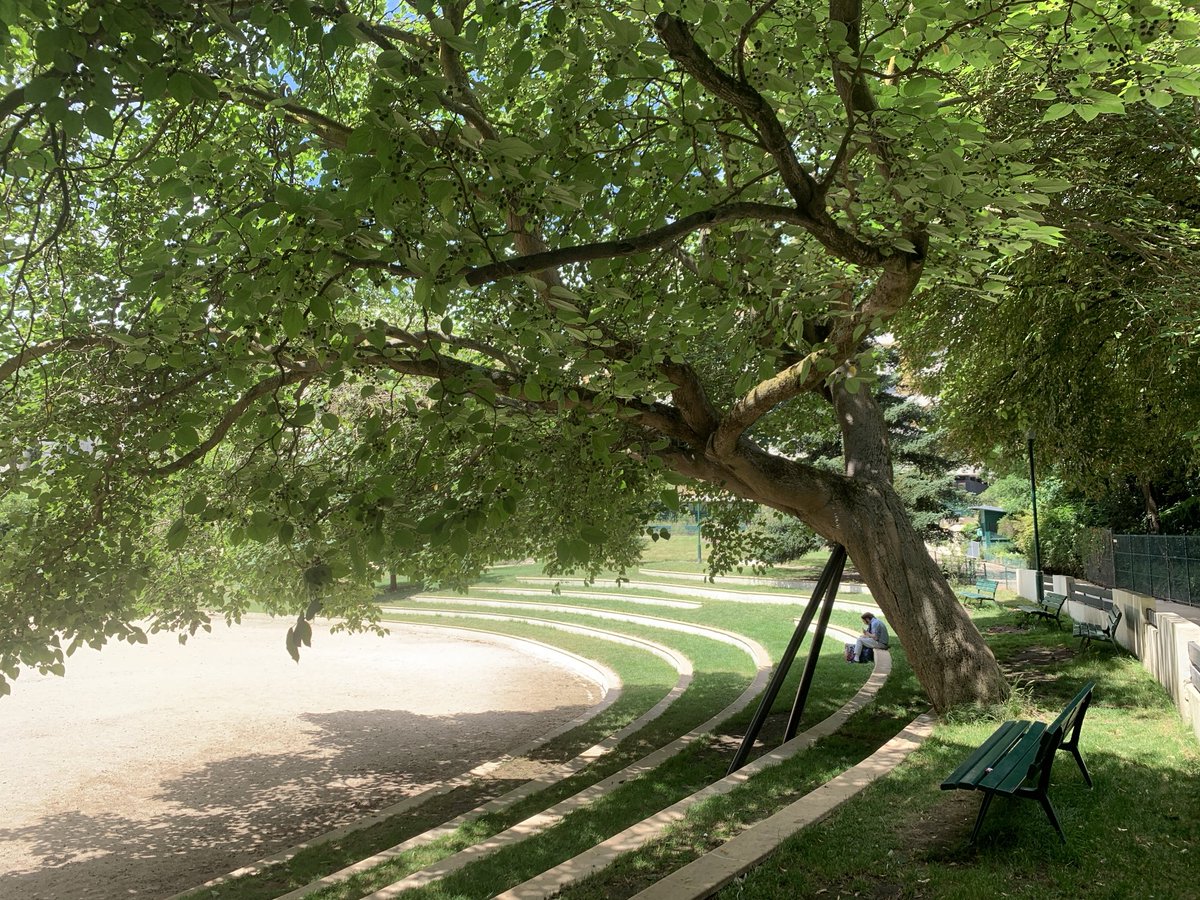 TreesParis's tweet photo. Best-kept secret of the 16th arrondissement: Parc Sainte-Perine, hidden inside a large city block, with only two discreet entrances, is a mini-arboretum. This Paper mulberry (mûrier à papier, Broussonetia papyrifera) is one of its stars. Very rare in Paris parks. https://t.co/a7p8d3Wvev