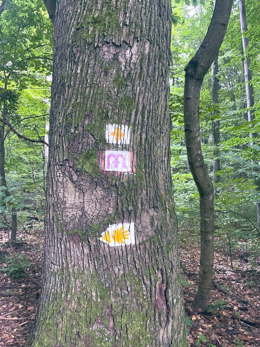 Hiking n the forest today 🥾🌳🧡 would you like to have picnic with me? 😜 https://t.co/WbyUsIlxhG