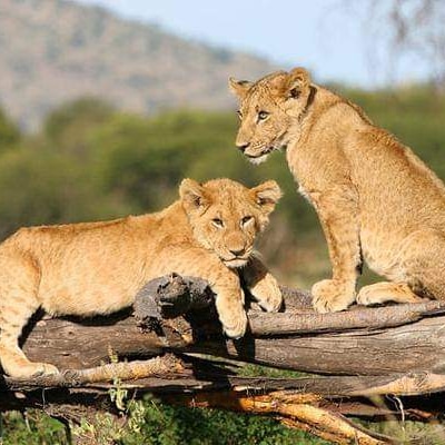 Safari live

#tanzania #safari #bigcat #Cheetah #Lions #gamedrive #safarilive #traveler #holidays #TravelTheWorld #Discover #tanzaniasafari #traveling #wildlifephotography