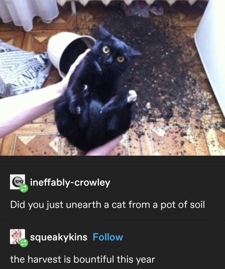 PunchingCat's tweet photo. https://t.co/Mnn1URlwva