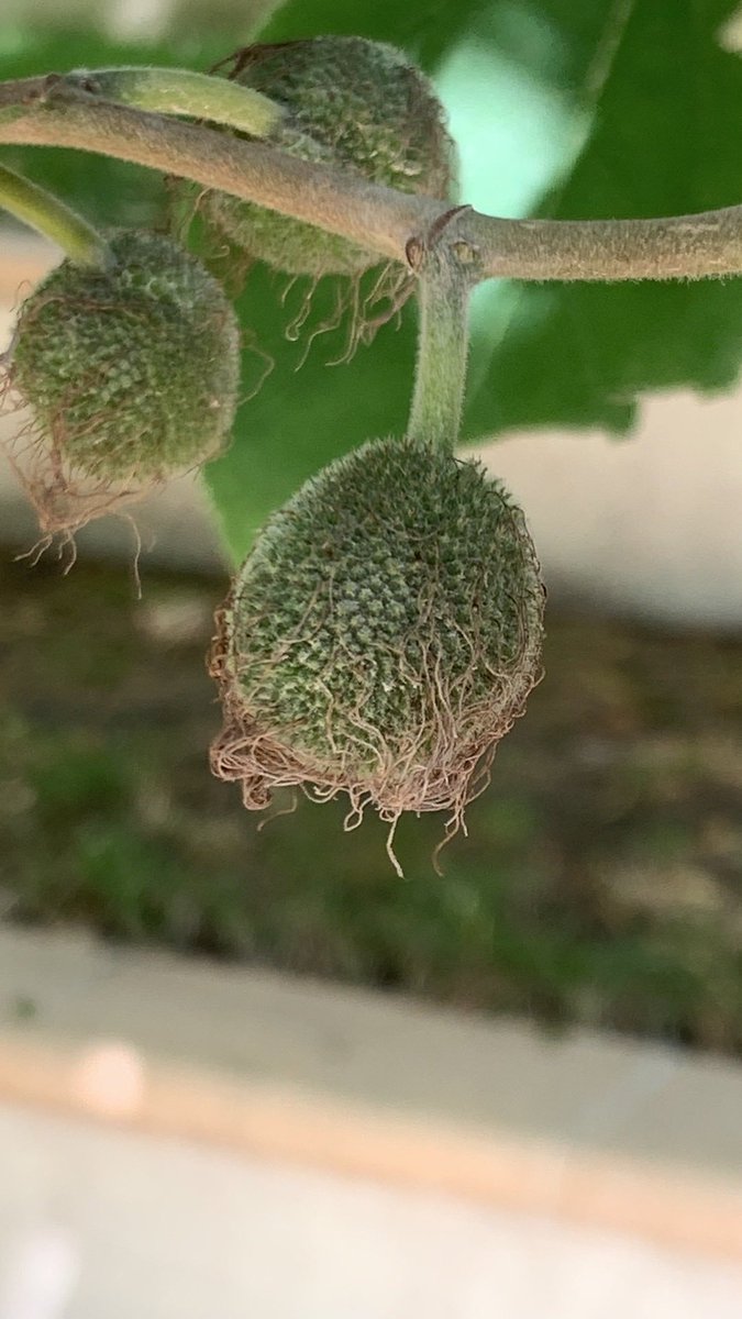 TreesParis's tweet photo. Leaves and fruit of the Paper mulberry. Would not have been able to identify it without @PictureThisAI. In the old days it could take weeks to identify a tree, sometimes I would go ask city gardeners to be sure. https://t.co/RyQsHRAmEH